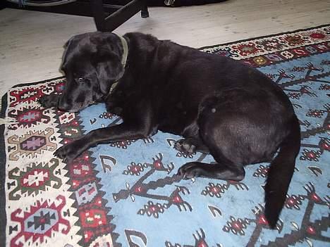 Labrador retriever Dixie  - her er hun 11 år gammel! :) <3 billede 18