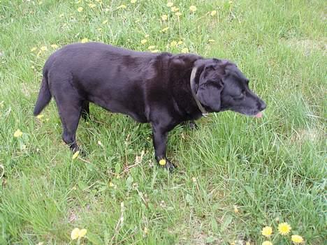 Labrador retriever Dixie  - den sorte skønhed i mælkebøtterne.. bemærk at hun rækker tunge ;-) billede 19