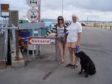 Labrador retriever Dixie  - på vej mod Nekselø med min mor, Anso og mig.. :) billede 20
