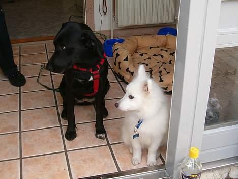 Japansk spids athos - mig og min søde ven freja  billede 3