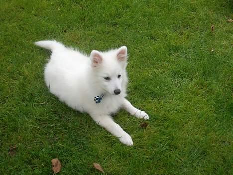 Japansk spids athos - her ligger jeg på græset og hviler mig billede 4