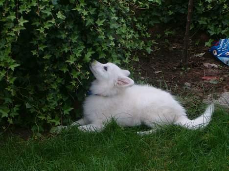 Japansk spids athos - hvad er det det smager sikkert godt lad mig prøve billede 5