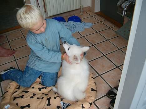 Japansk spids athos - mig og mads-emil  billede 7