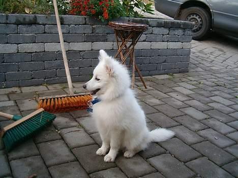 Japansk spids athos - sidder lige og kigger billede 8