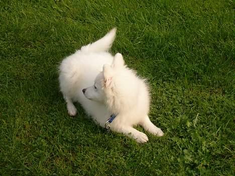 Japansk spids athos - hov der var der lige noget.. billede 9