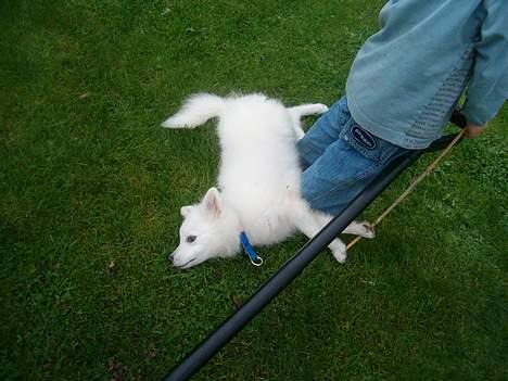 Japansk spids athos - her ligger man rigtig godt billede 10