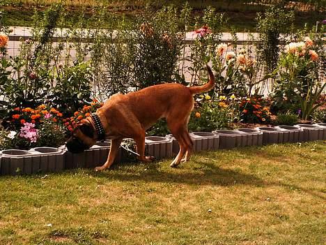 Cane corso Campo Di Cavello (Sussi) billede 17