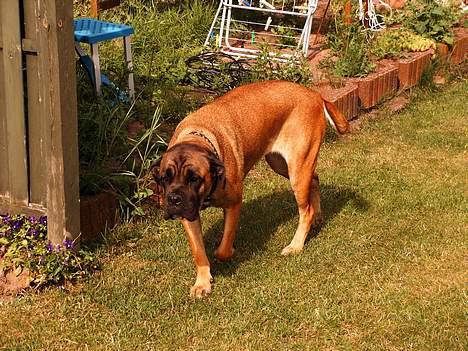 Cane corso Campo Di Cavello (Sussi) billede 18