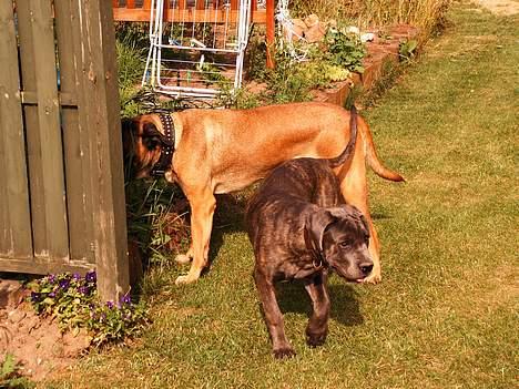 Cane corso Campo Di Cavello Sama billede 15