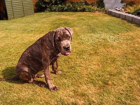 Cane corso Campo Di Cavello Sama billede 16