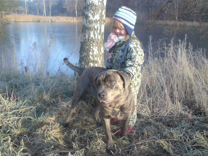 Cane corso Campo Di Cavello Sama billede 17