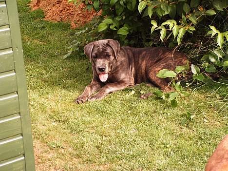 Cane corso Campo Di Cavello Sama billede 18
