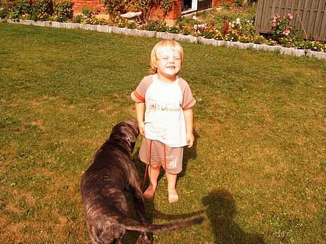 Cane corso Campo Di Cavello Sama billede 19