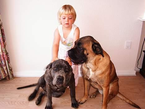 Cane corso Campo Di Cavello (Sussi) billede 19