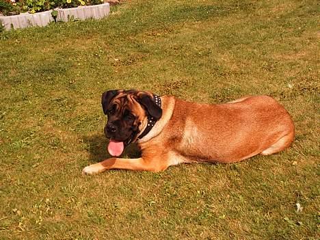 Cane corso Campo Di Cavello (Sussi) billede 20