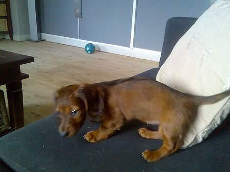 Dværggravhund Fido - Det er så mig Fido billede 1