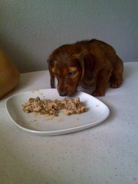 Dværggravhund Fido - Mmmm morgenmad på sengen..... billede 2