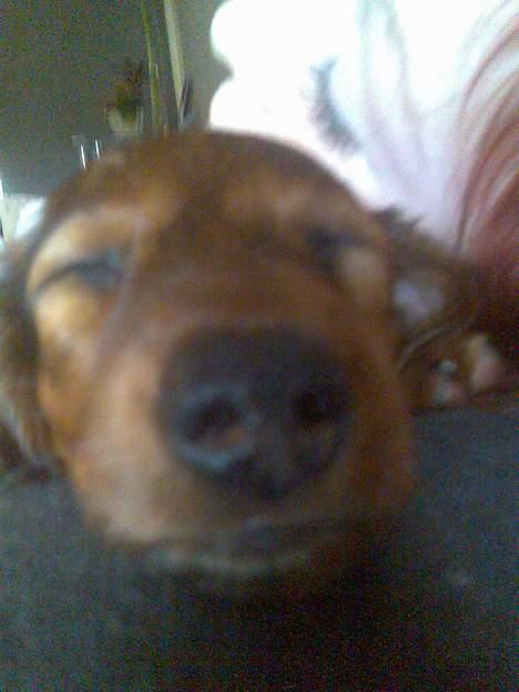 Dværggravhund Fido - Zzzzz Zzzzz så blev det tid til en lur billede 3