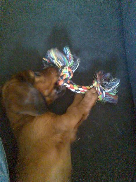 Dværggravhund Fido - Godt min nye søster Soffi endnu ikk har opdaget jeg har taget hendes legetøj... HeHe billede 4