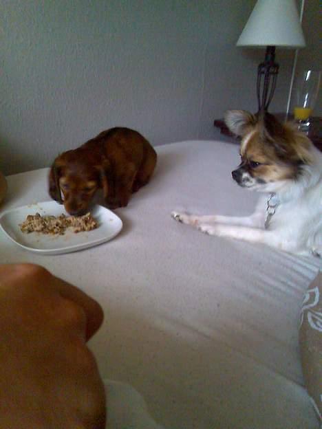Dværggravhund Fido - Soffi venter spændt på om jeg levner noget, men hun kan tro nej kan hun!!! billede 6