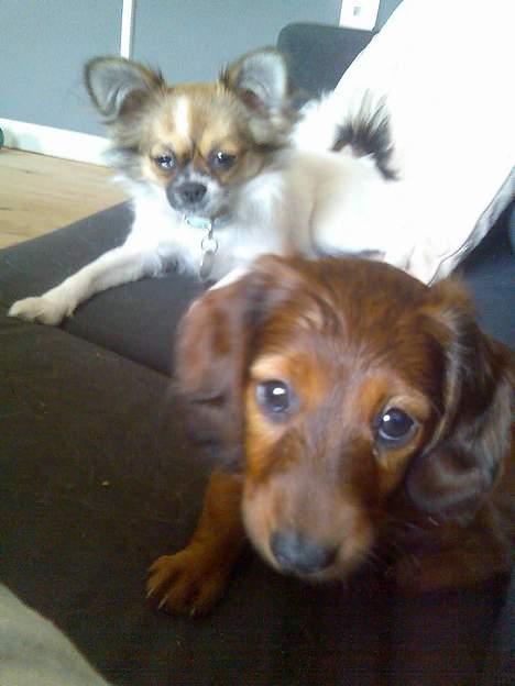 Dværggravhund Fido - Hva er det farmand, kan det spises???  billede 7