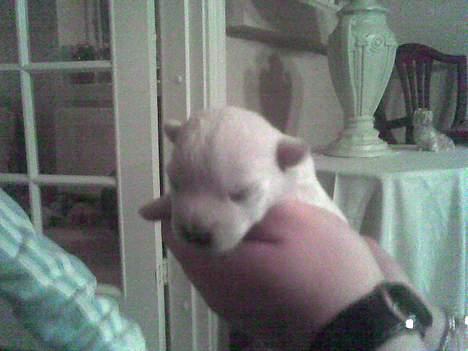 West highland white terrier Anton - 30/9 *suk* hvor er han vakker!  billede 2