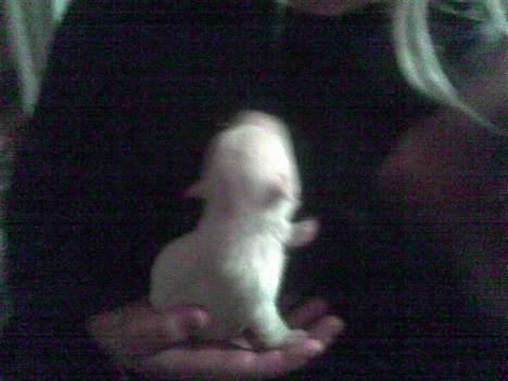 West highland white terrier Anton - 30/9 ihh.. kun en uge gammel, og han kan allerede give pote. billede 3
