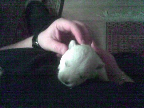 West highland white terrier Anton - 30/9 nusse nusse nusse - det ka´ vi godt li !  billede 4