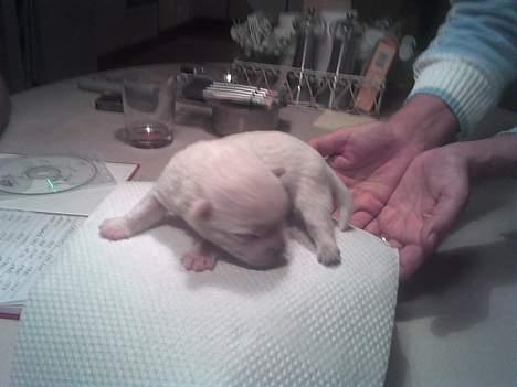 West highland white terrier Anton - 30/9 vejning.. billede 5