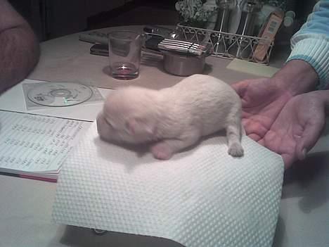 West highland white terrier Anton - 30/9 .. mere vejning. Vægten viser 352 gram :-D FLOT!  billede 6