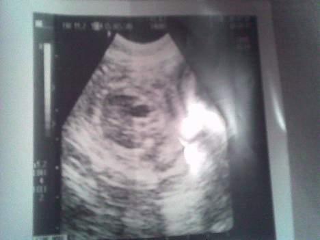 West highland white terrier Anton - 30/9 da han stadig kun var på tegnebordet. Kan du finde ham?  billede 7