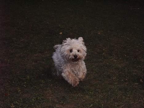 West highland white terrier fie  RIP † billede 20