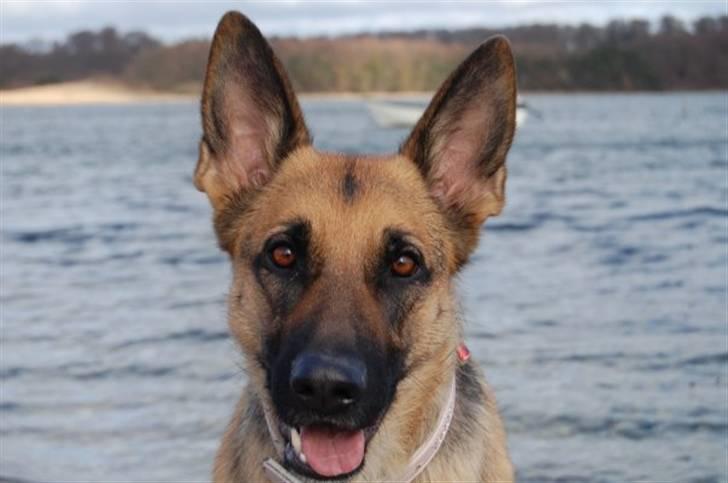 Schæferhund Lica - Lica billede 1