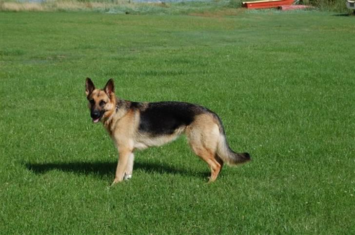 Schæferhund Lica - Det er så dejligt at blive nusset på maven af far. billede 2