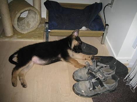 Schæferhund Lica billede 3