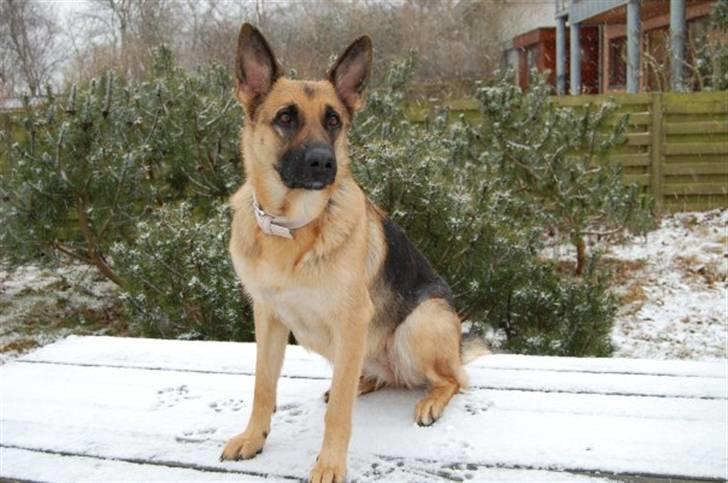 Schæferhund Lica billede 4