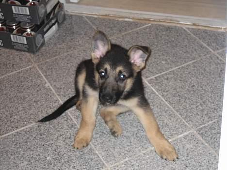 Schæferhund Lica - Øhh tager du billeder? billede 5