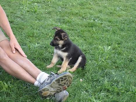 Schæferhund Lica - leg lige med mig far... billede 6