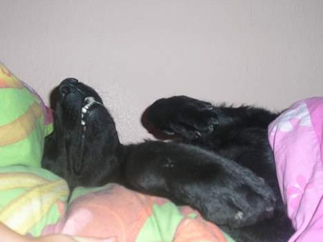 Blanding af racer Esmaralda R.I.P billede 8