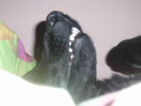 Blanding af racer Esmaralda R.I.P billede 9