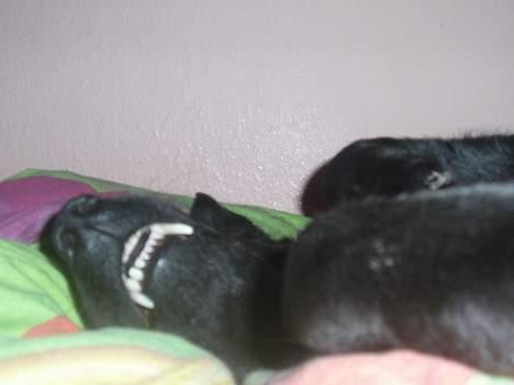 Blanding af racer Esmaralda R.I.P billede 10