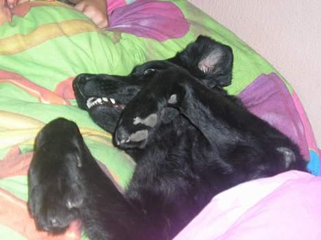 Blanding af racer Esmaralda R.I.P billede 11