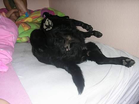 Blanding af racer Esmaralda R.I.P billede 12