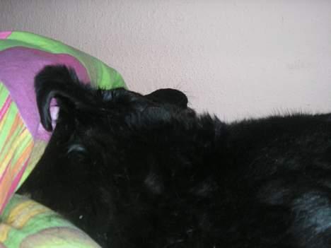 Blanding af racer Esmaralda R.I.P billede 13