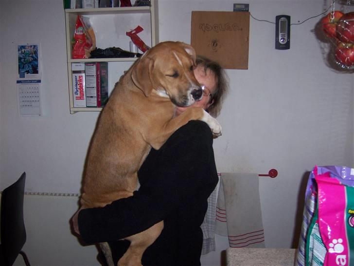 Amerikansk staffordshire terrier Magnus - op til mormor og kramme... Dejligt... billede 1