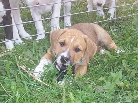 Amerikansk staffordshire terrier Magnus - magnus 10 uger billede 2