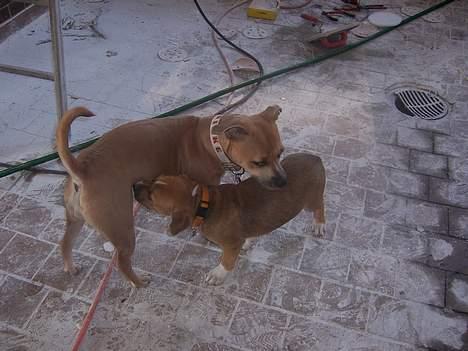 Amerikansk staffordshire terrier Magnus - første møde med Frederikke billede 3