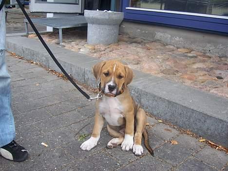 Amerikansk staffordshire terrier Magnus - øv.. Jeg gider ikke gå. Vil hellere bæres.. billede 4