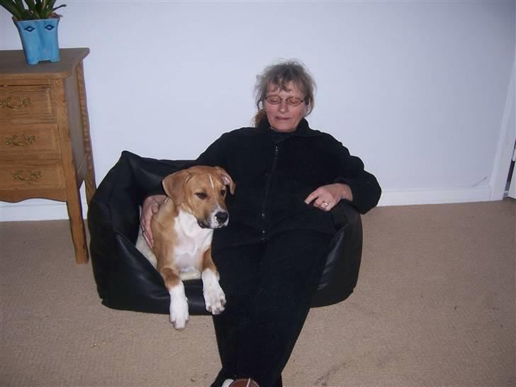 Amerikansk staffordshire terrier Magnus - hygger i min kurv med mormor billede 5