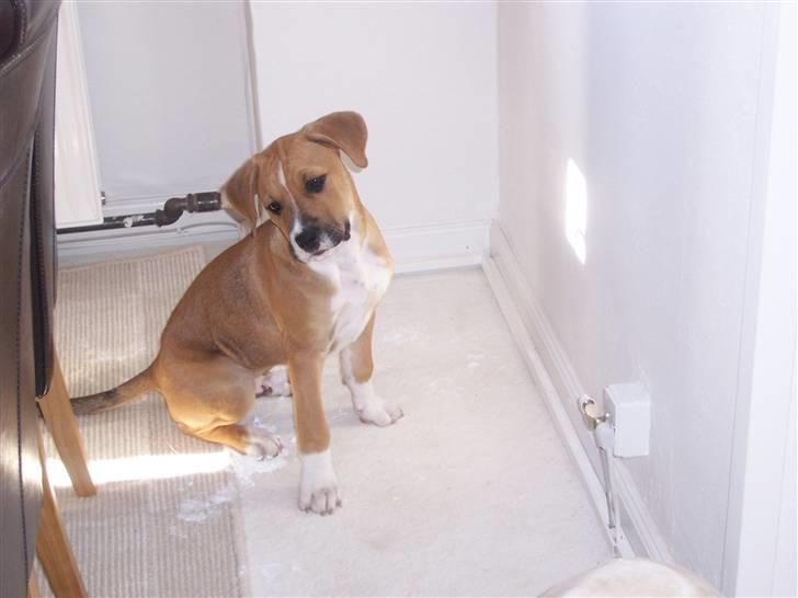 Amerikansk staffordshire terrier Magnus - wauw.... Sol på gulvet... Hvor fint... billede 6